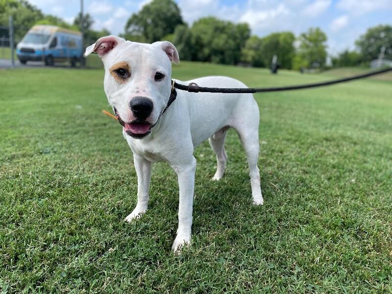 Buster, a Adoptable mixed breed in Maryville, TN image 2/5