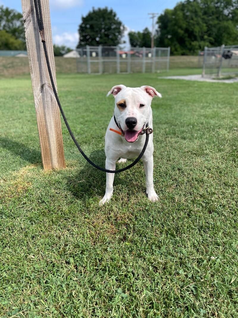 Buster, a Adoptable mixed breed in Maryville, TN image 4/5