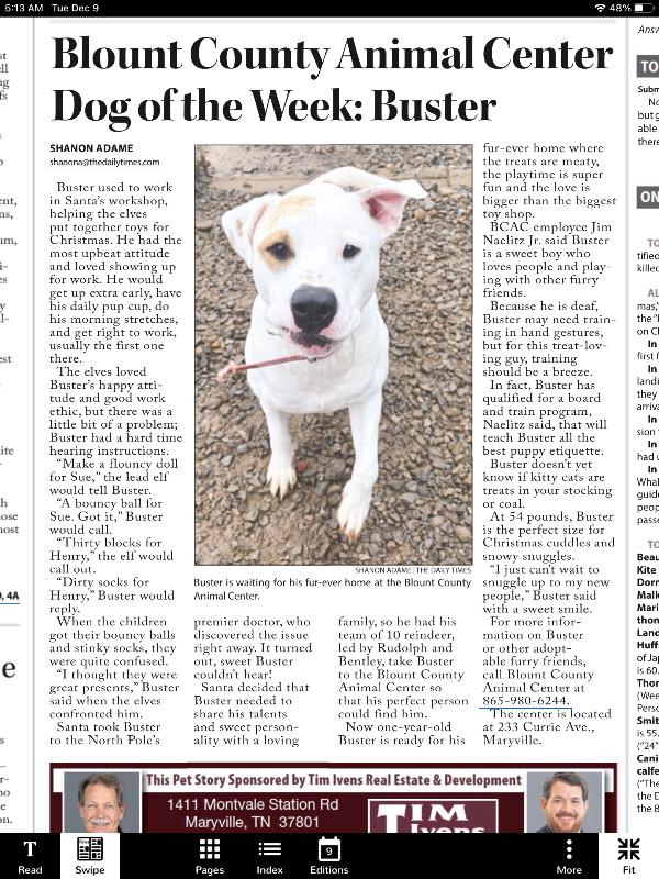 Enlarge Buster, a Adoptable mixed breed in Maryville, TN image 5/6