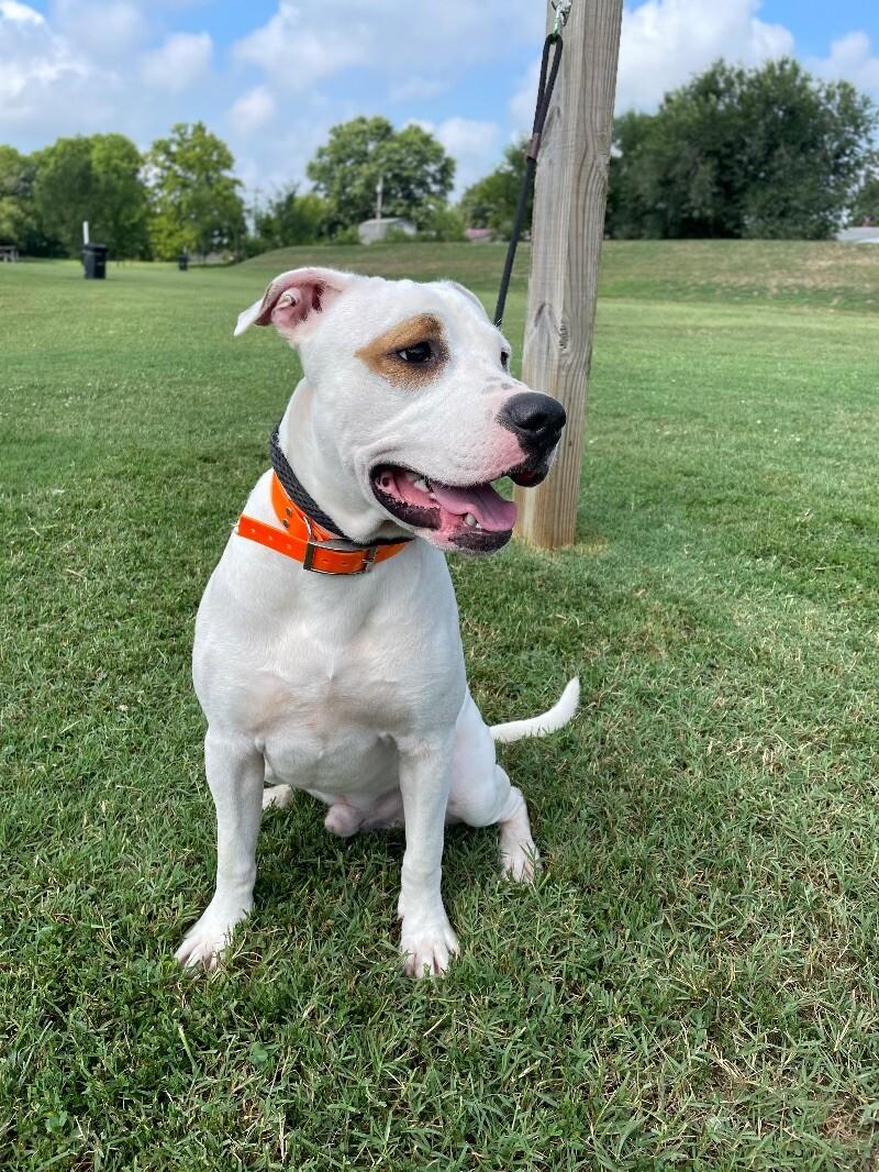 Enlarge Buster, a Adoptable mixed breed in Maryville, TN image 6/6
