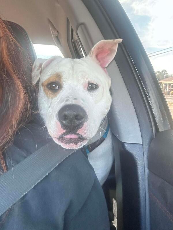 Buster, a Adoptable mixed breed in Maryville, TN image 5/5