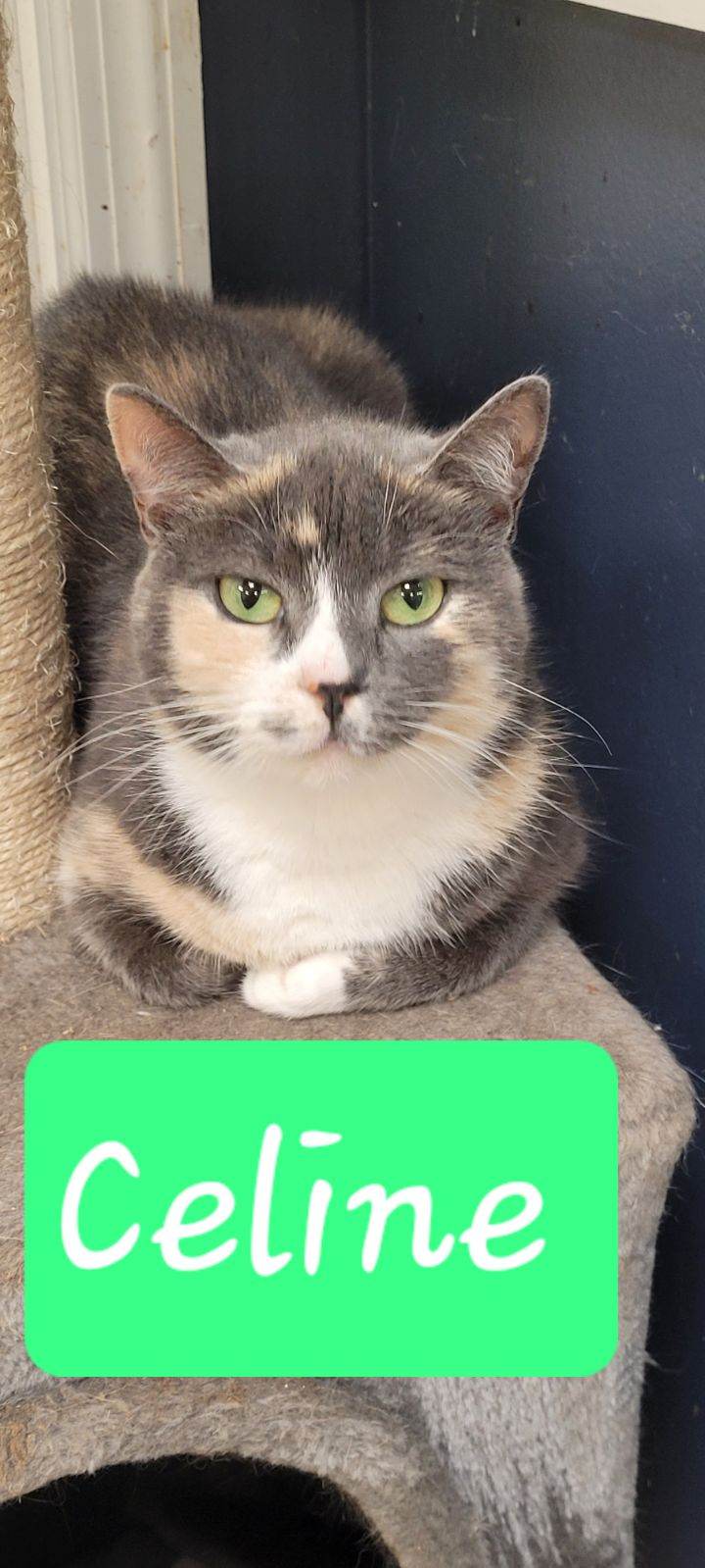 Enlarge Celine  (FIV+), a Adoptable Domestic Short Hair in Gouldsboro, PA image 1/1