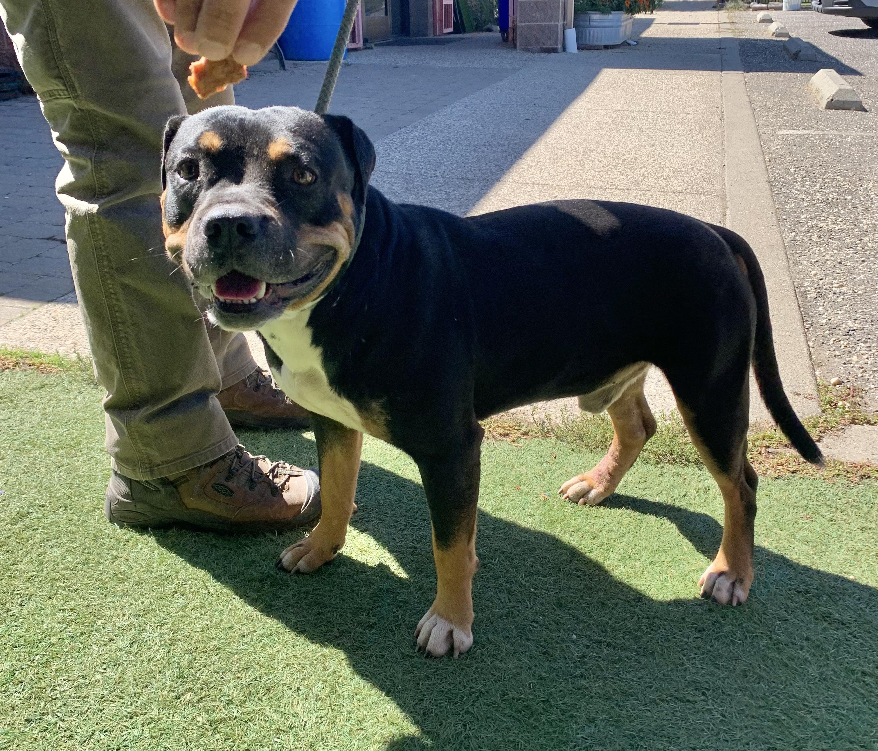 Arby, Adoptable, Young Male American Staffordshire Terrier.