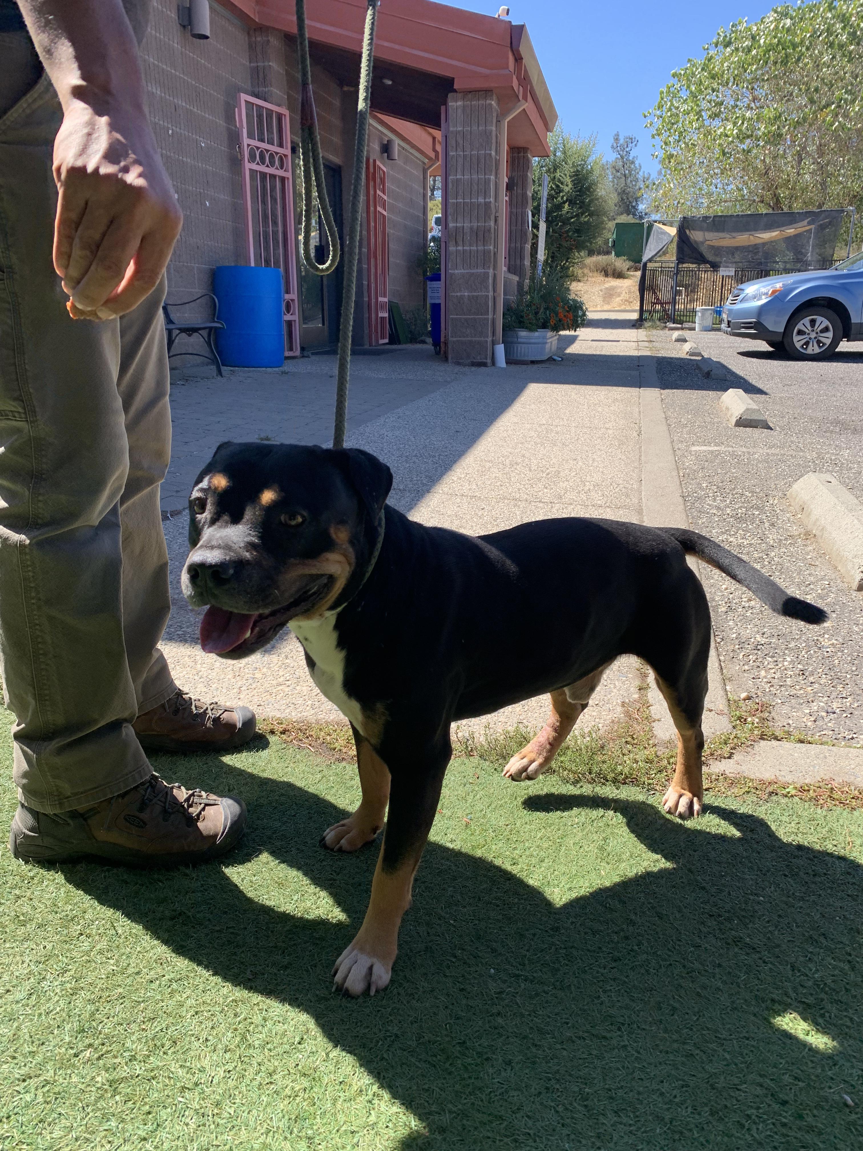 Enlarge Arby, a Adoptable mixed breed in Grass Valley, CA image 4/4
