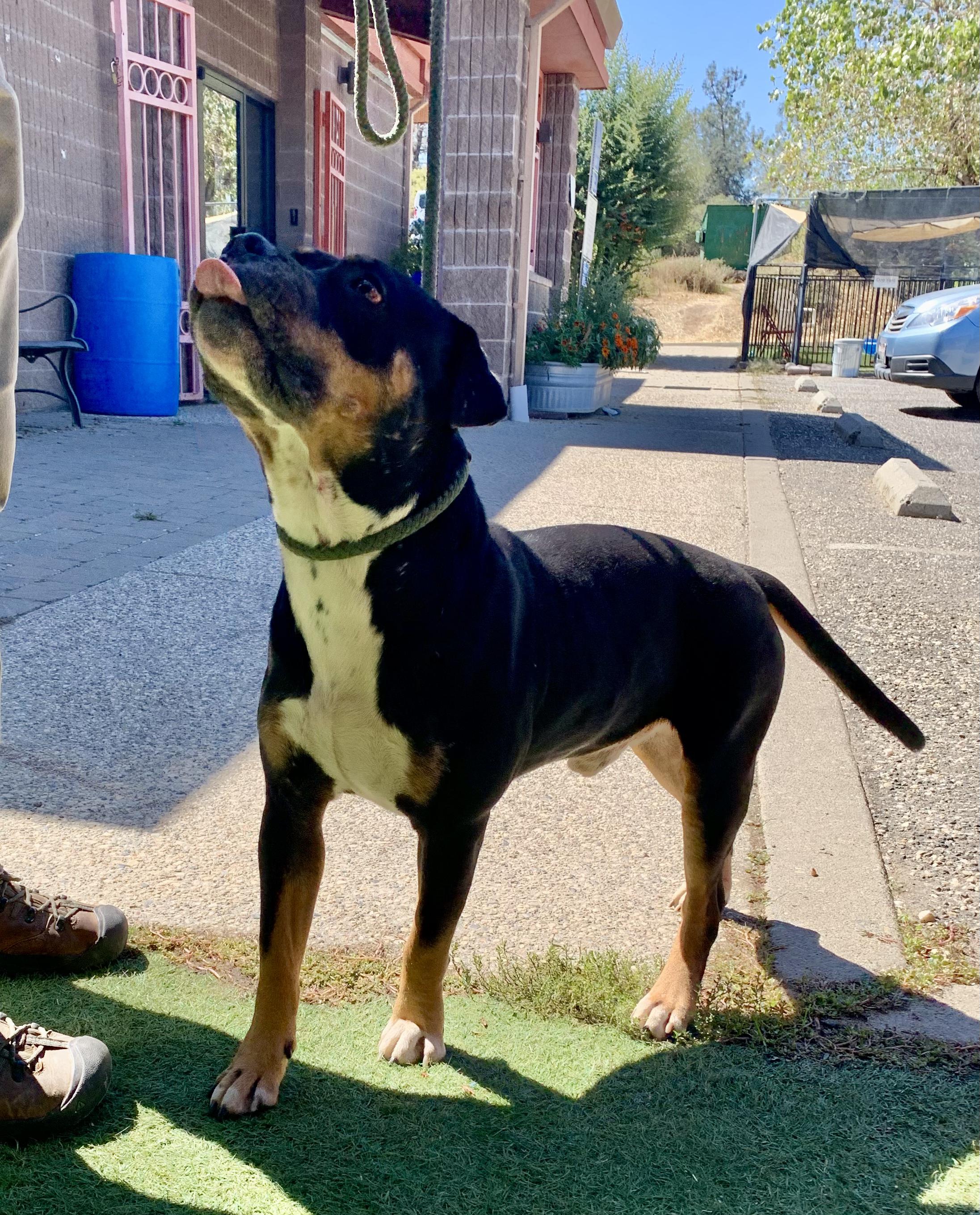 Enlarge Arby, a Adoptable mixed breed in Grass Valley, CA image 3/4