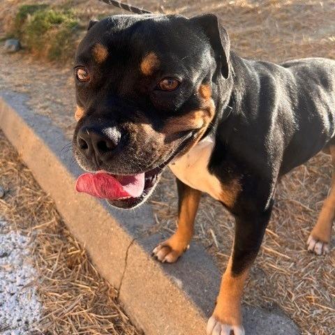 Enlarge Arby, a Adoptable mixed breed in Grass Valley, CA image 2/4