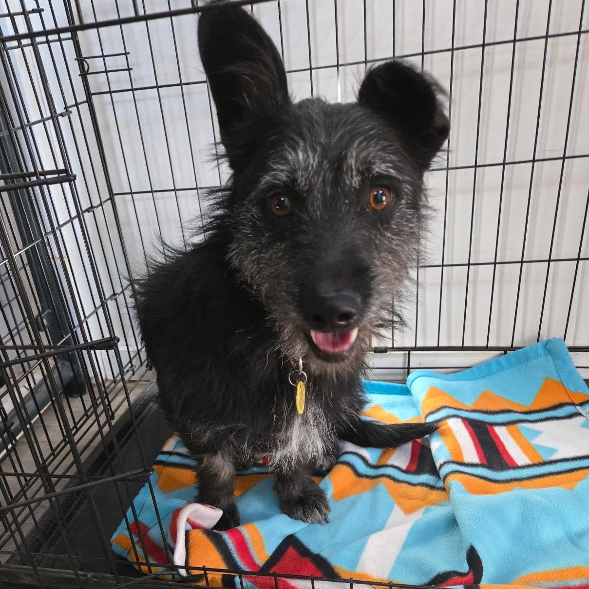 Buzz, a Adoptable mixed breed in Albuquerque, NM image 5/5