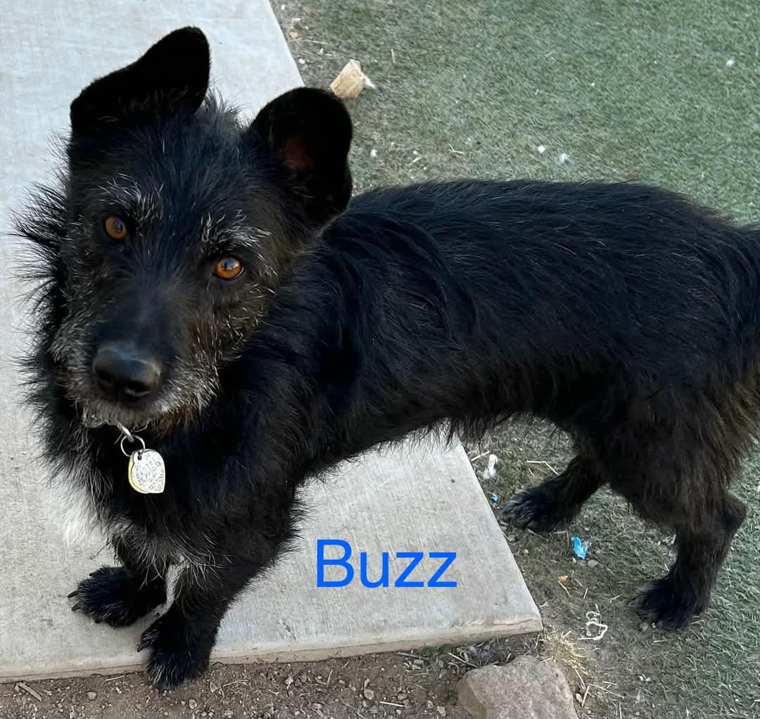 Buzz, a Adoptable mixed breed in Albuquerque, NM image 1/5