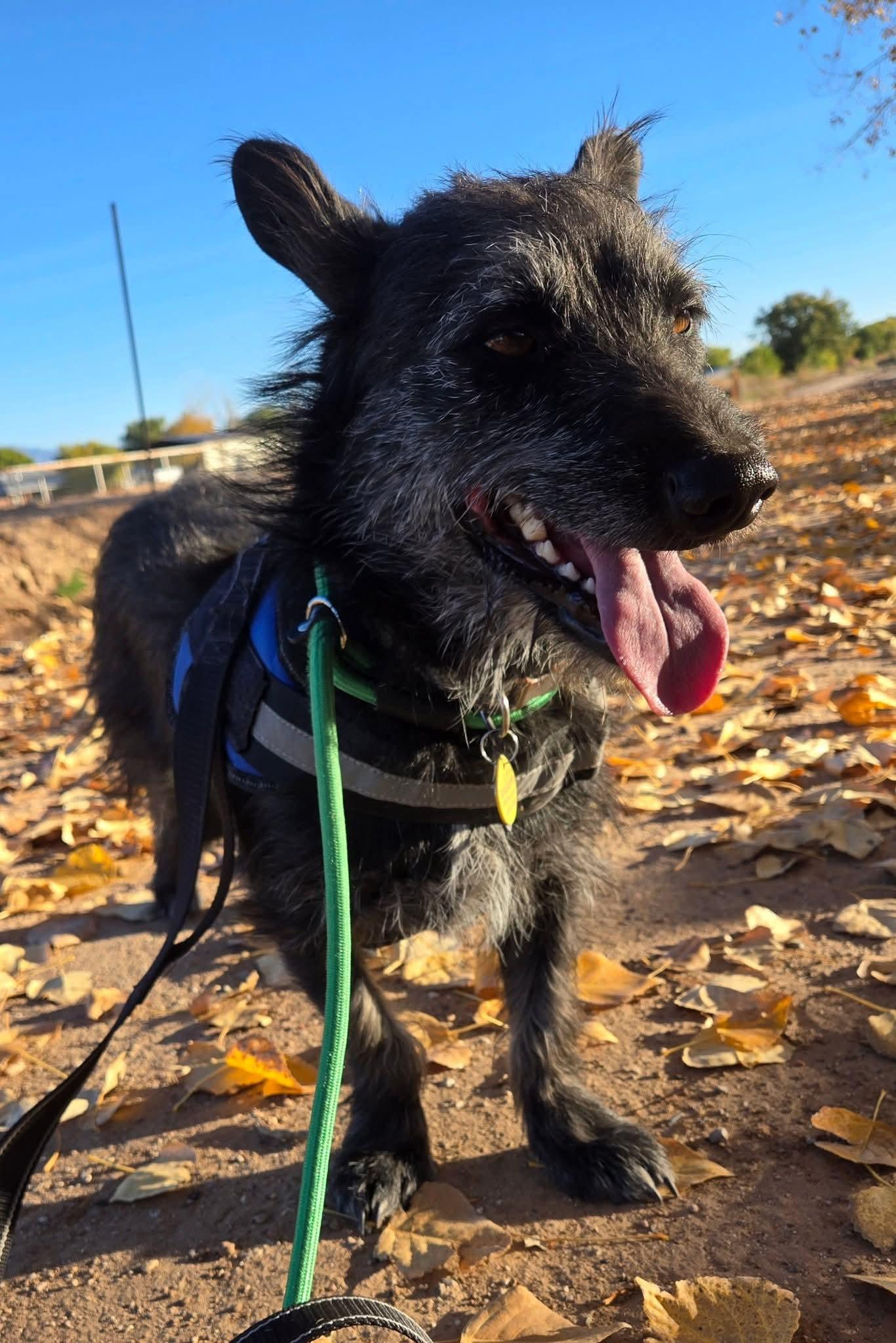 Buzz, a Adoptable mixed breed in Albuquerque, NM image 2/5