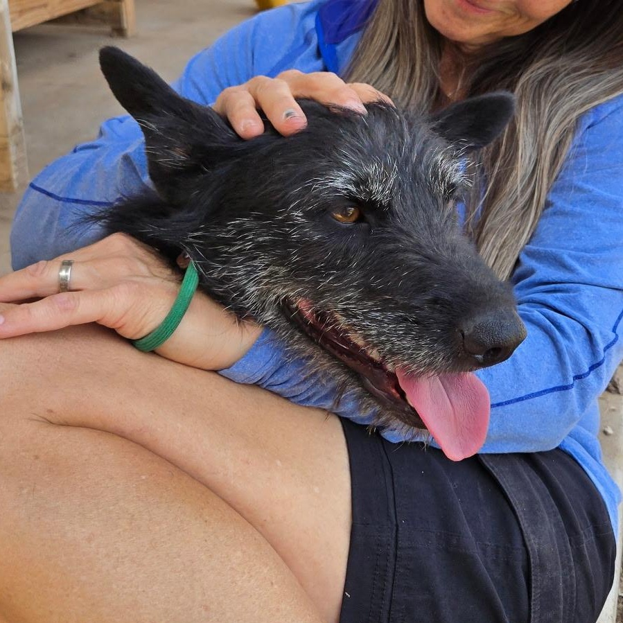 Buzz, a Adoptable mixed breed in Albuquerque, NM image 4/5