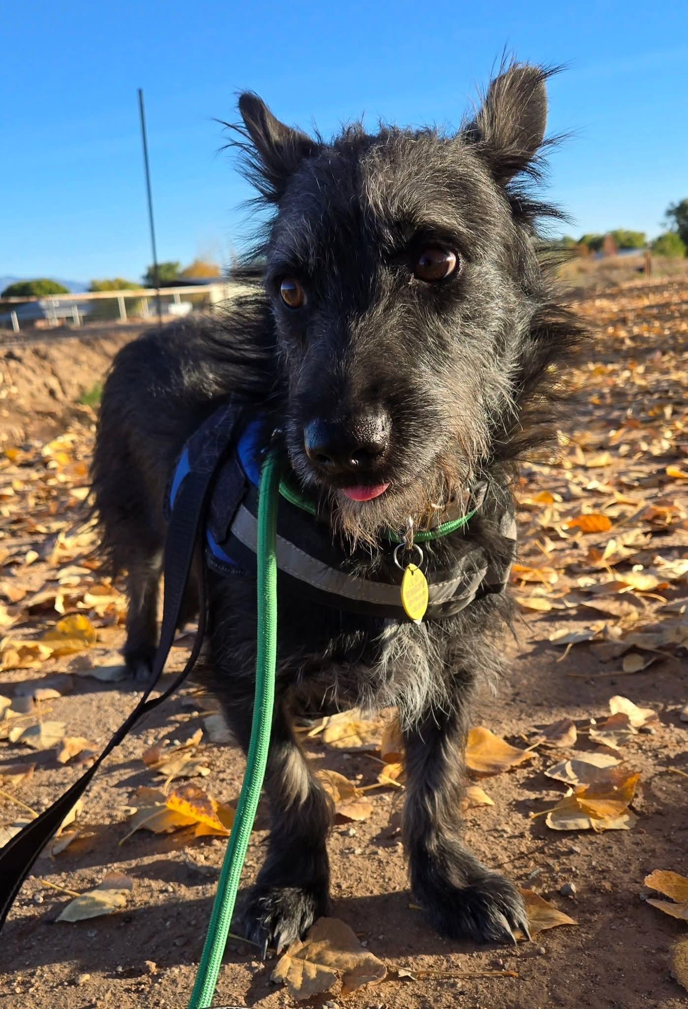 Buzz, an adoptable Terrier in Albuquerque, NM, 87113 | Photo Image 5