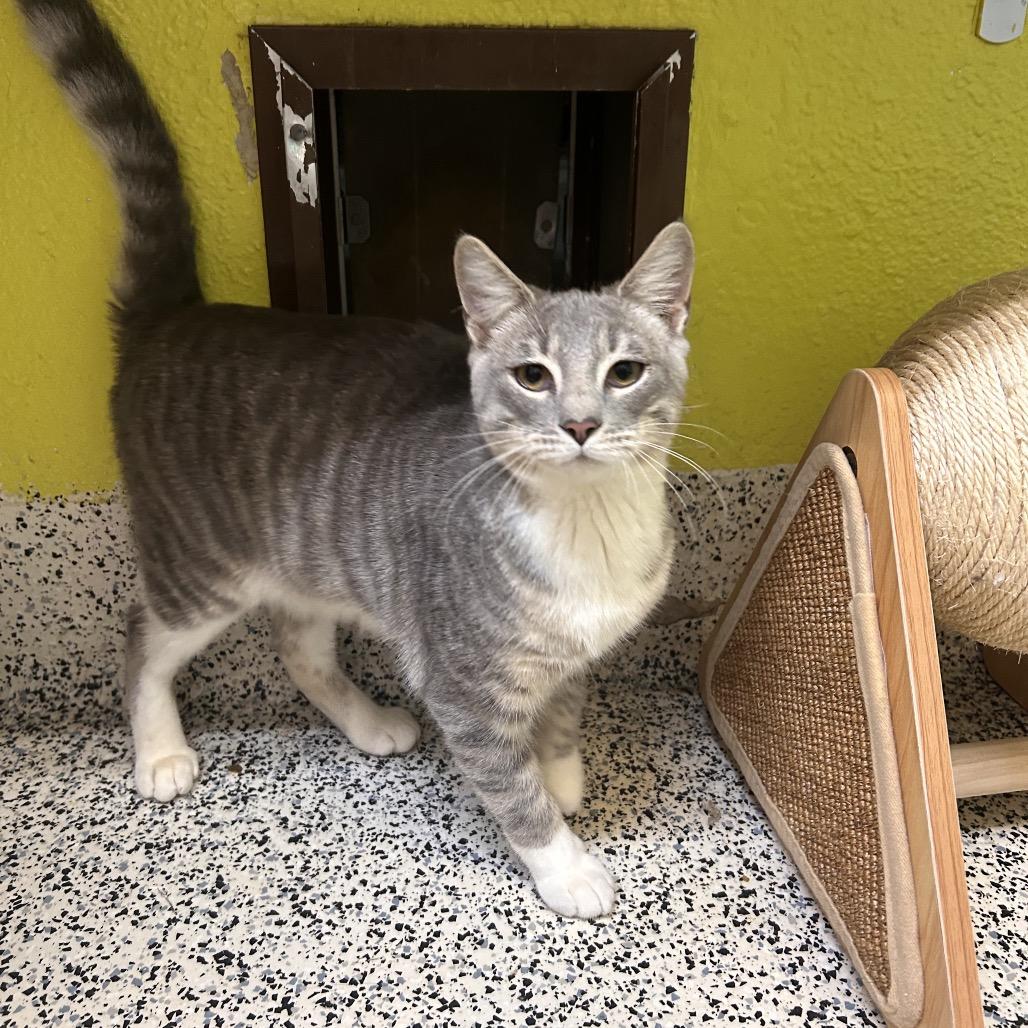 Alley, a Adoptable Domestic Short Hair in Fresno, CA image 2/5