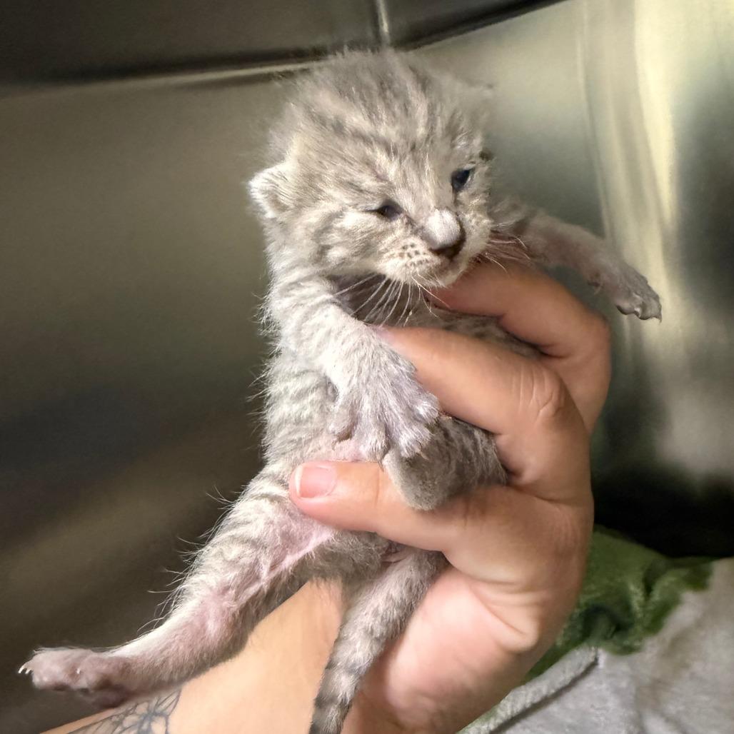 Alley, a Adoptable Domestic Short Hair in Fresno, CA image 3/5