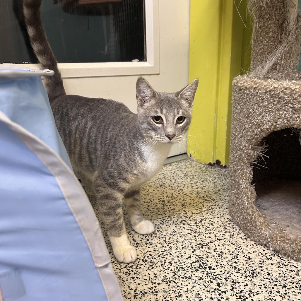 Alley — thumbnail 5