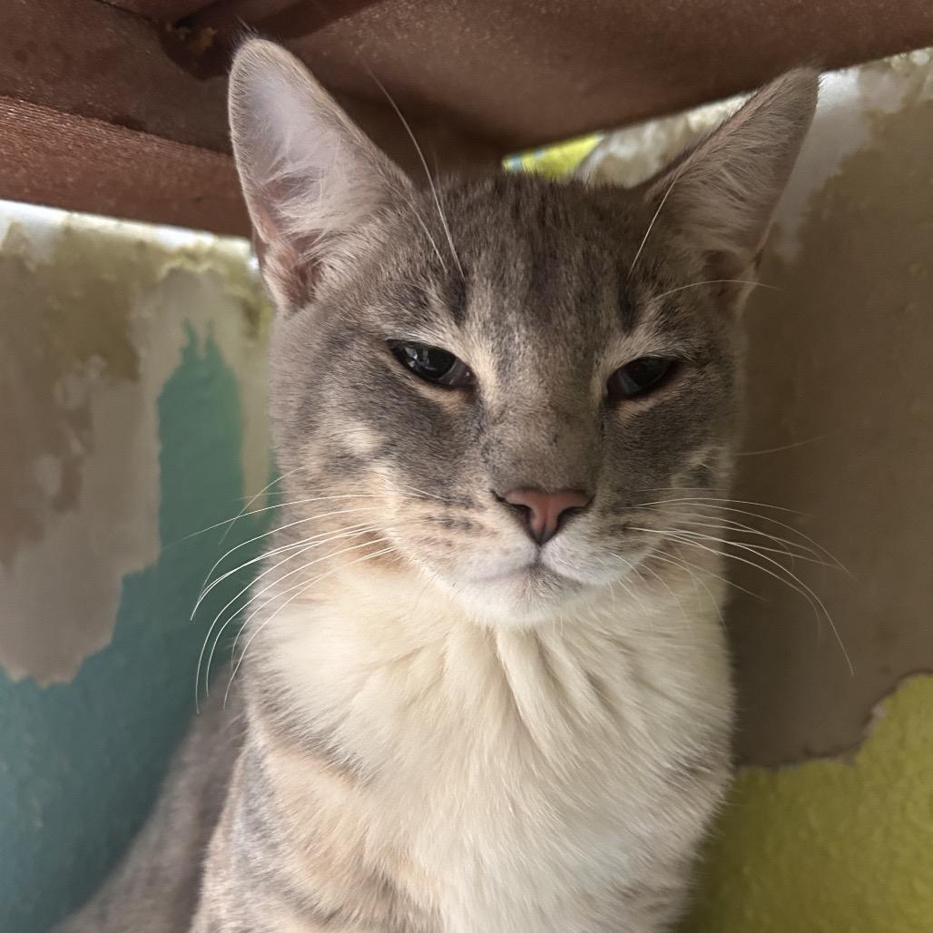 Alley, a Adoptable Domestic Short Hair in Fresno, CA image 5/5