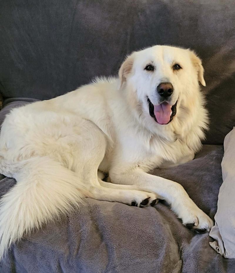 Bear, a Adoptable Maremma Sheepdog in Bancroft, ON image 1/3