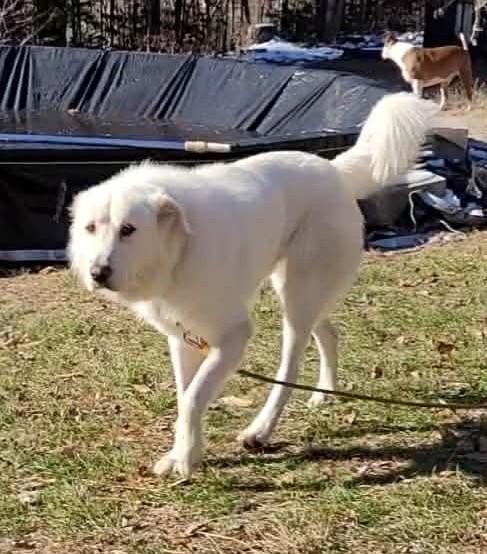 Bear, a Adoptable Maremma Sheepdog in Bancroft, ON image 2/3