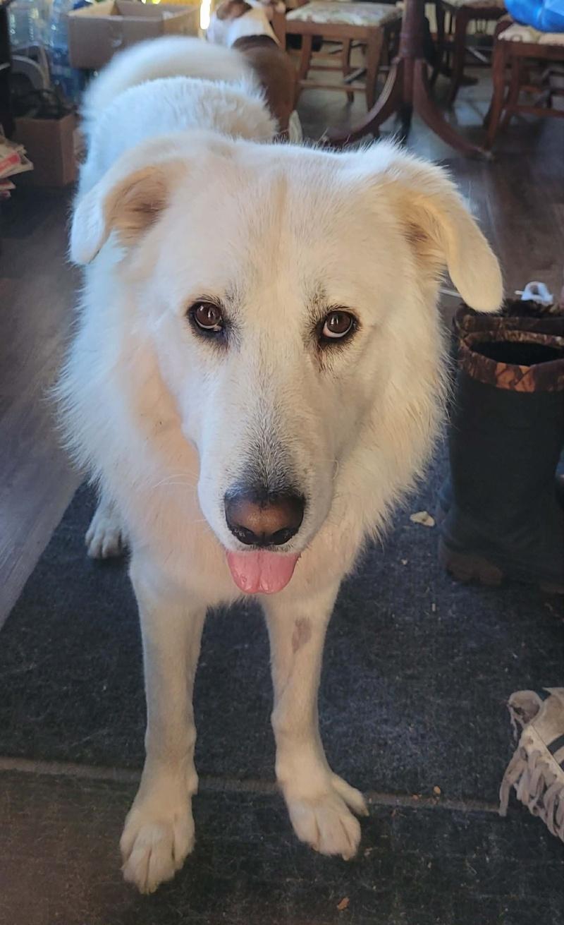 Bear, a Adoptable Maremma Sheepdog in Bancroft, ON image 3/3