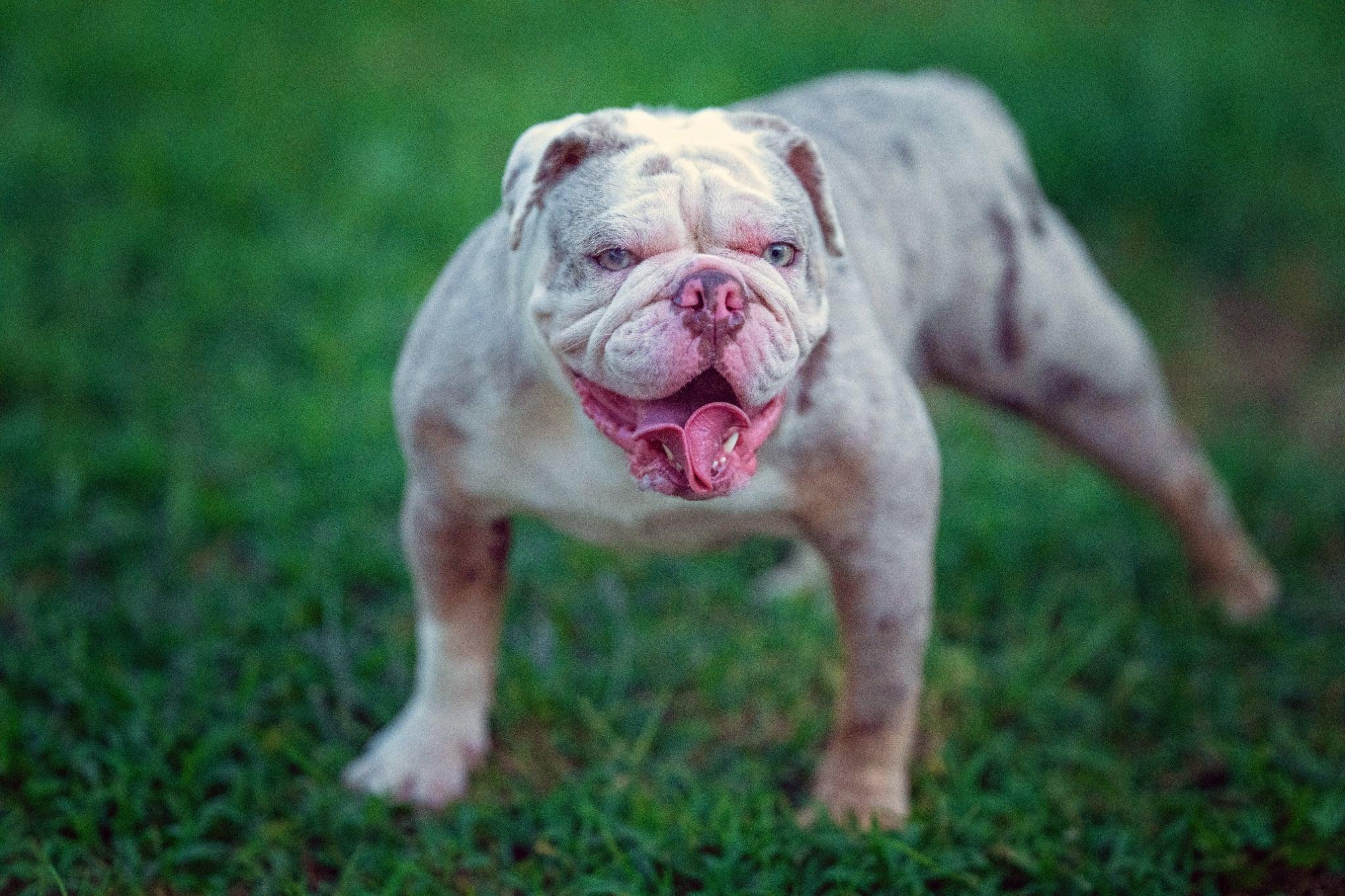 Lola, Adoptable, Adult Female English Bulldog.