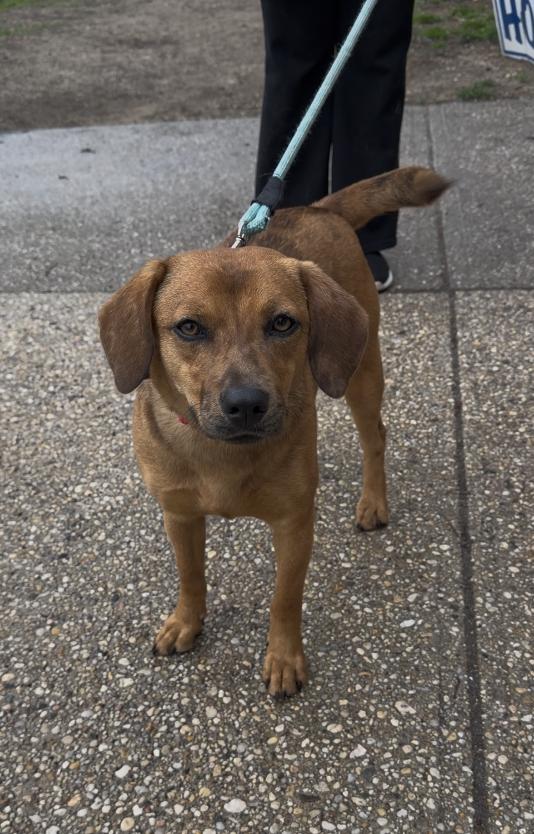 Roxie, ADOPTABLE, Adult Female Beagle.