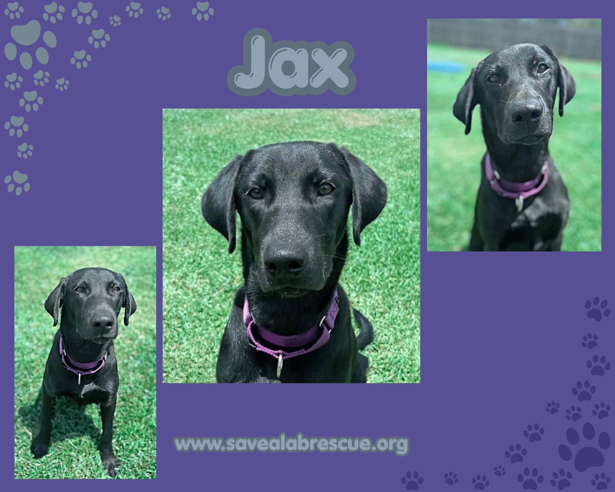 Jax, Adoptable, Young Male Labrador Retriever & Black Labrador Retriever.