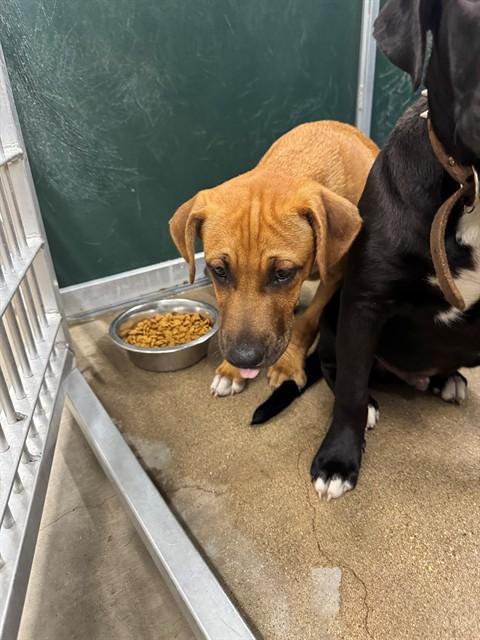 Enlarge BAILEY, a Adoptable Pit Bull Terrier in Killeen, TX image 1/1
