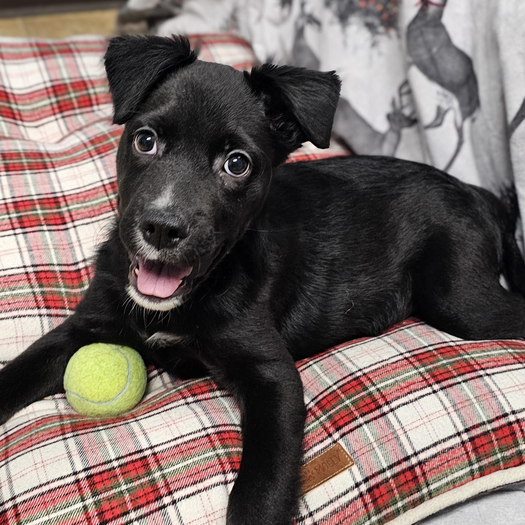 Charlie , adopted, Puppy Male Spaniel.