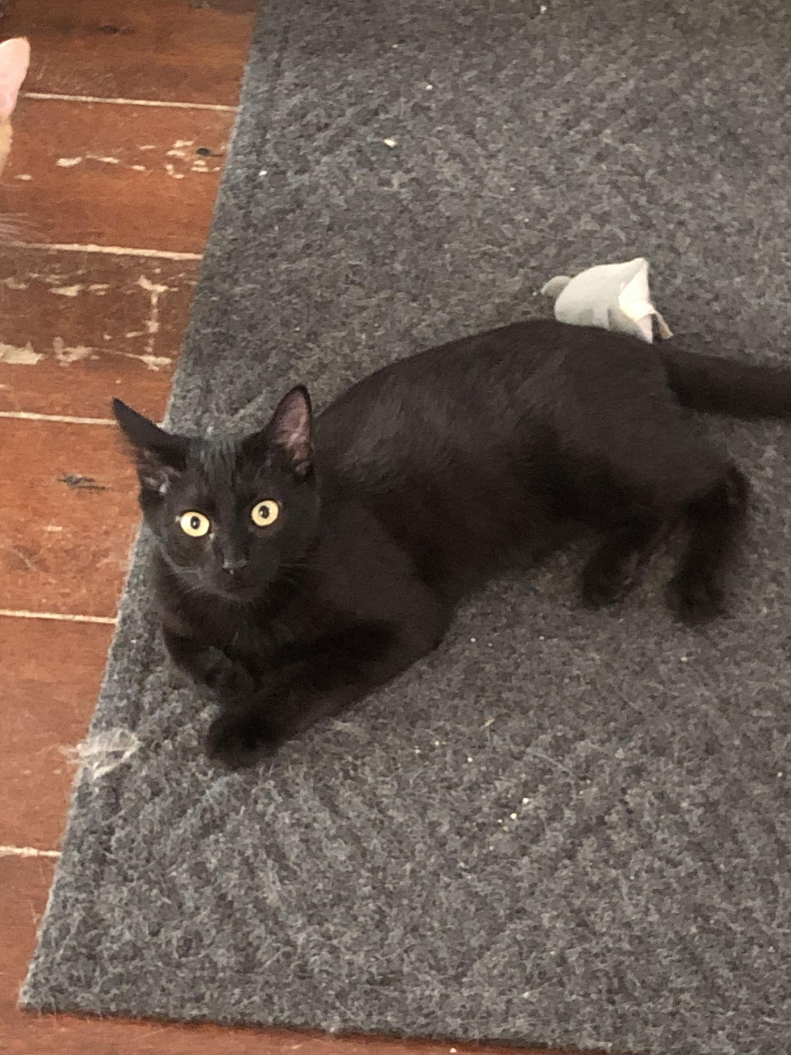 Midnight (Napa SG), Adoptable, Young Male Bombay & Domestic Short Hair.