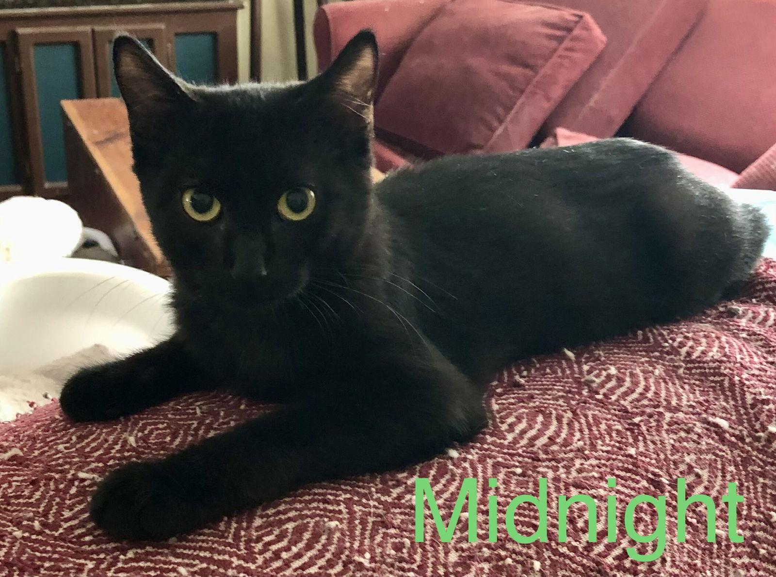 Enlarge Midnight (Napa SG), a Adoptable mixed breed in Napa, CA image 3/3