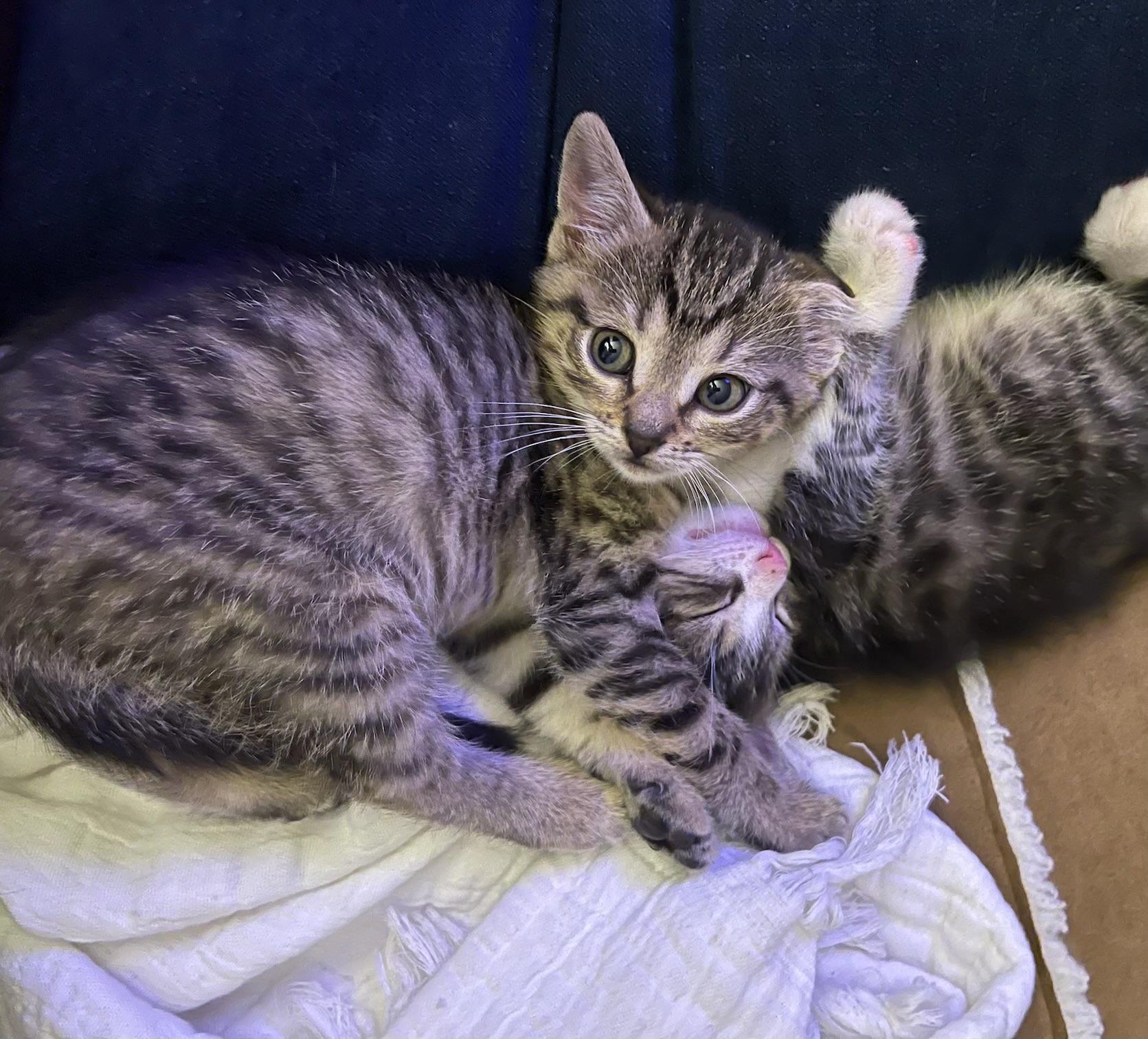 Bonnie, adopted, Kitten Female Domestic Short Hair.