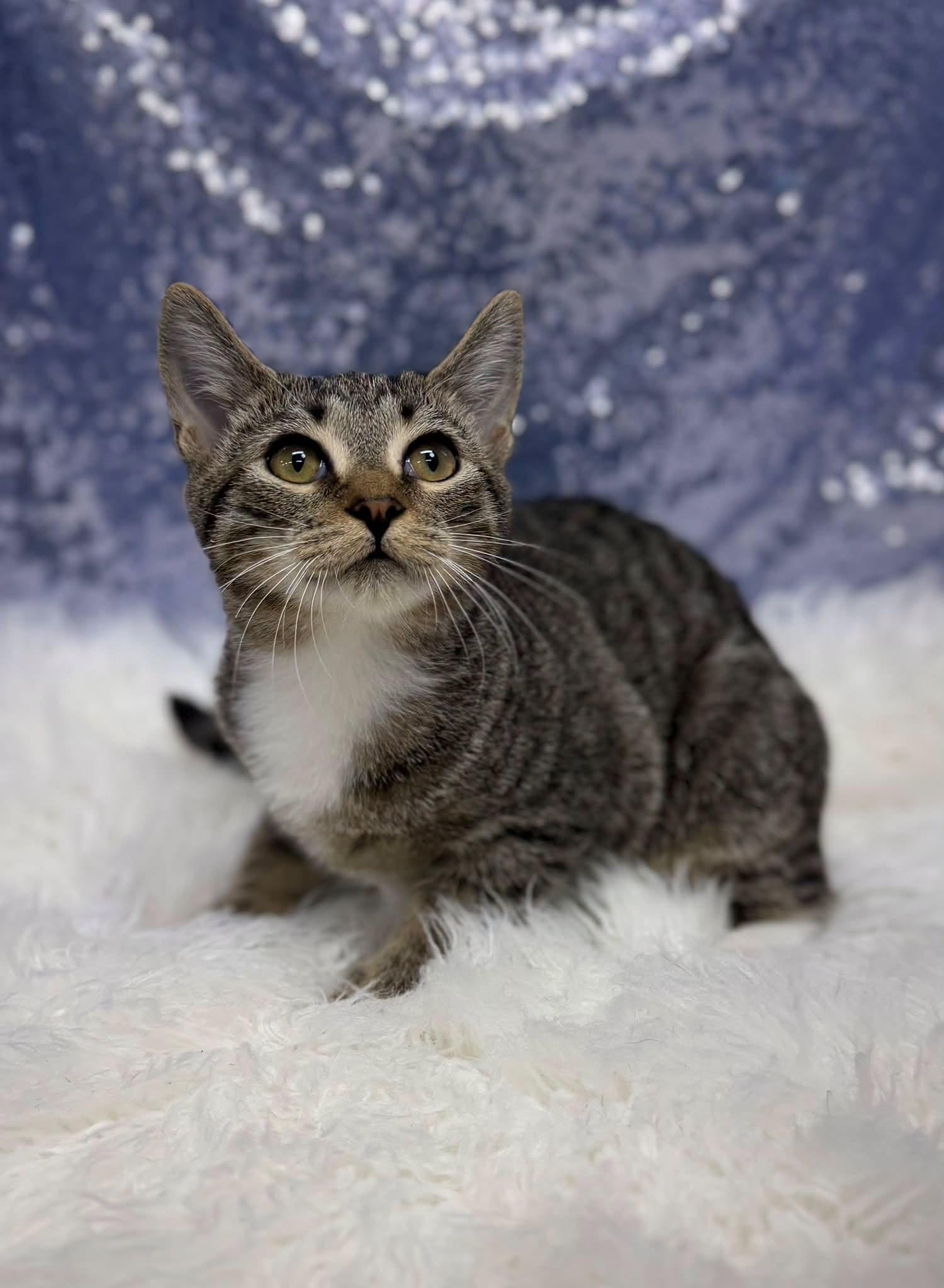 Sammy, Adoptable, Young Male Domestic Short Hair.