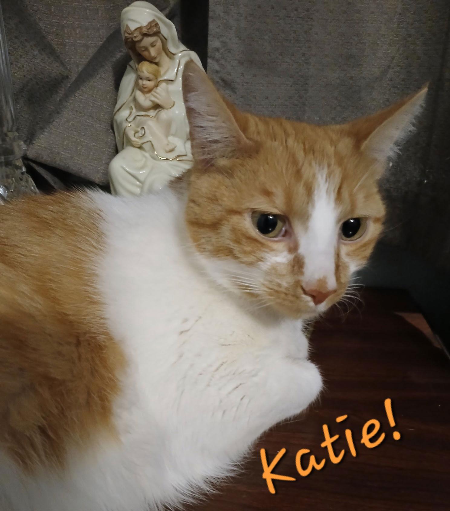 Katie, Adoptable, Adult Female Domestic Short Hair & American Shorthair.