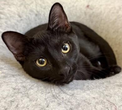 Henrietta, Adoptable, Young Female Domestic Short Hair.