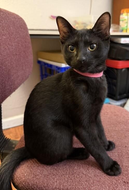 Enlarge Henrietta, a Adoptable Domestic Short Hair in Arlington, WA image 2/2