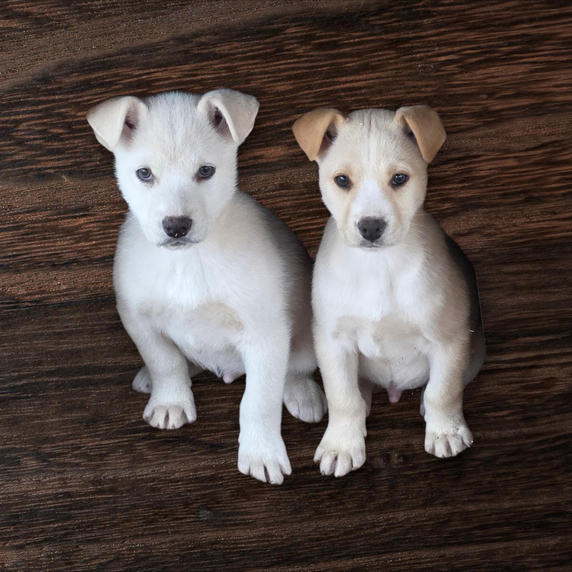 Enlarge Blonde Male mix puppies, an adopted mixed breed in Dallas, GA image 1/3