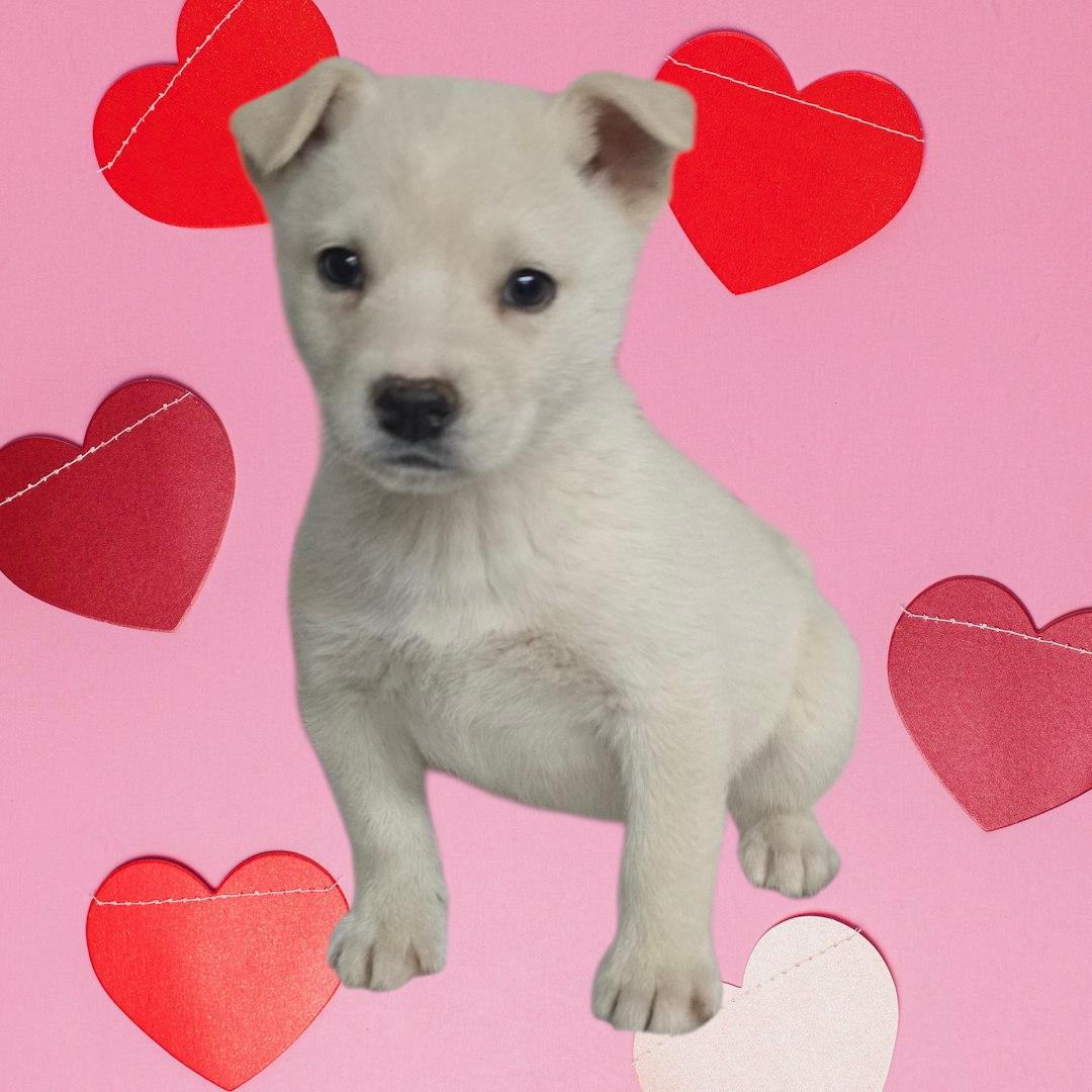 Blonde Male Husky mix puppies, ADOPTABLE, Puppy Male Husky.