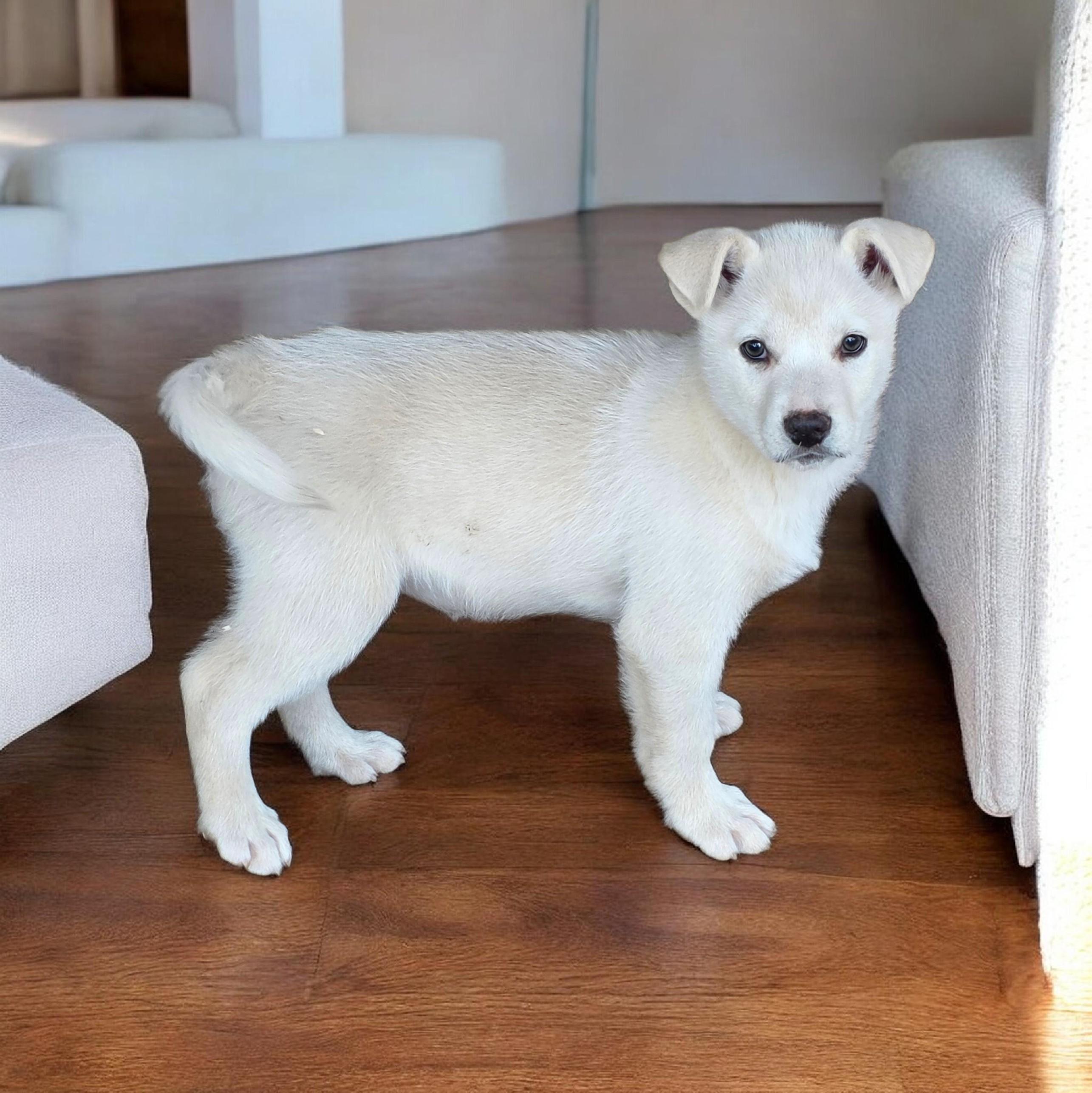 Enlarge Blonde Male mix puppies, an adopted mixed breed in Dallas, GA image 3/3