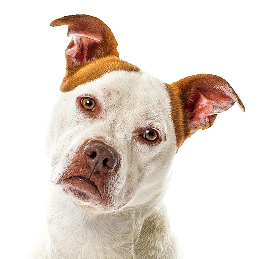 Enlarge Snowball, a Adoptable Pit Bull Terrier in Reno, NV image 1/6