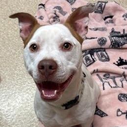 Snowball, a Adoptable Pit Bull Terrier in Reno, NV image 1/2