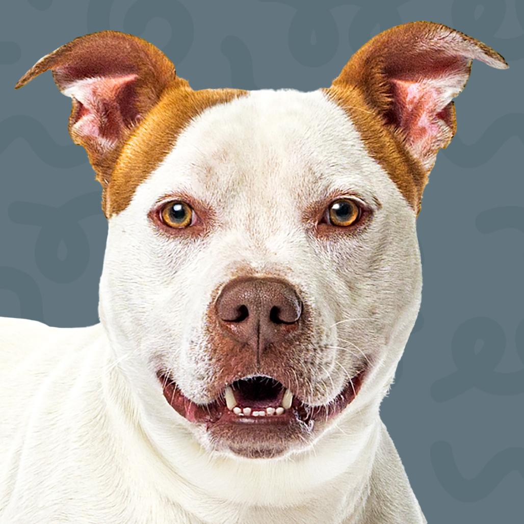 Enlarge Snowball, a Adoptable Pit Bull Terrier in Reno, NV image 3/6