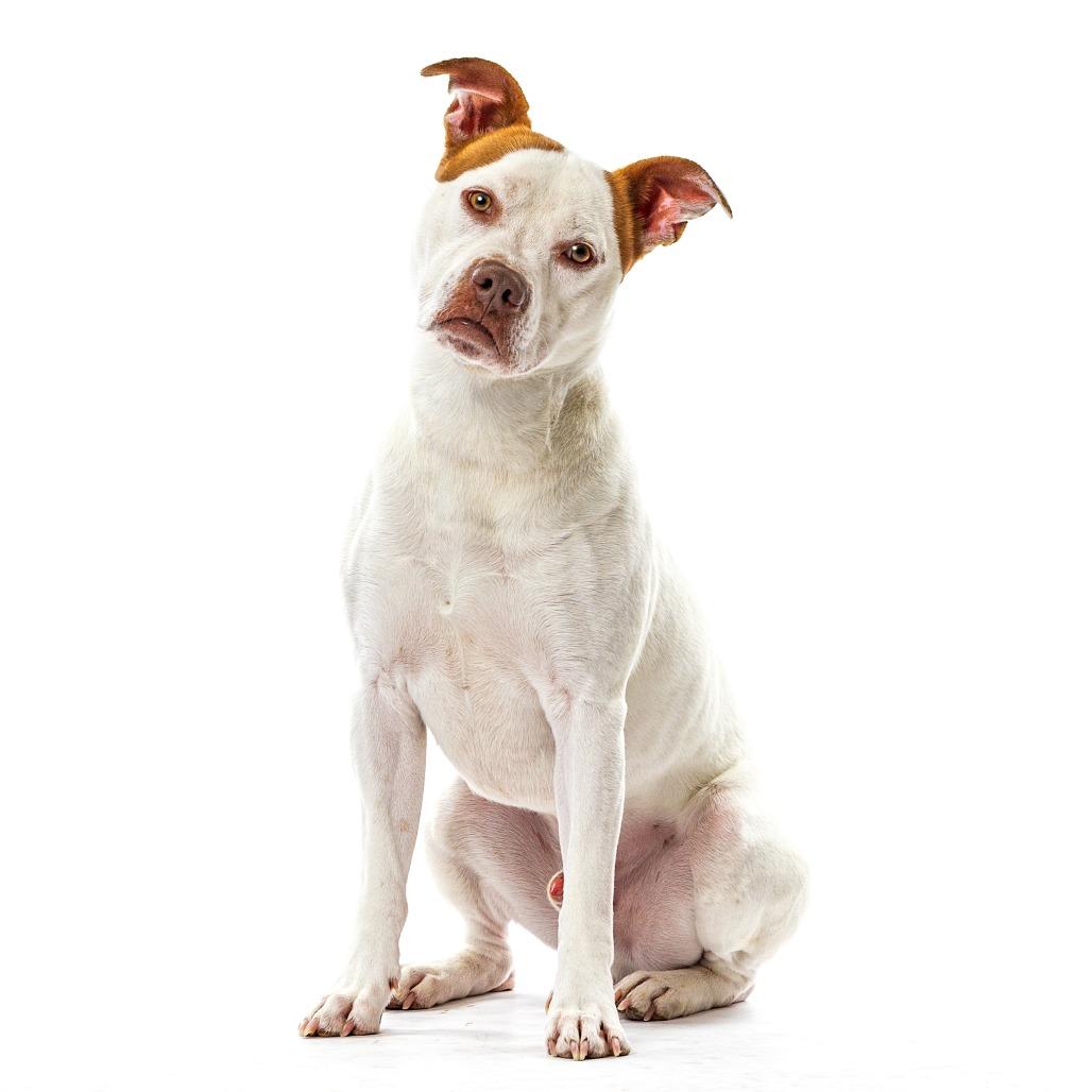 Enlarge Snowball, a Adoptable Pit Bull Terrier in Reno, NV image 4/6