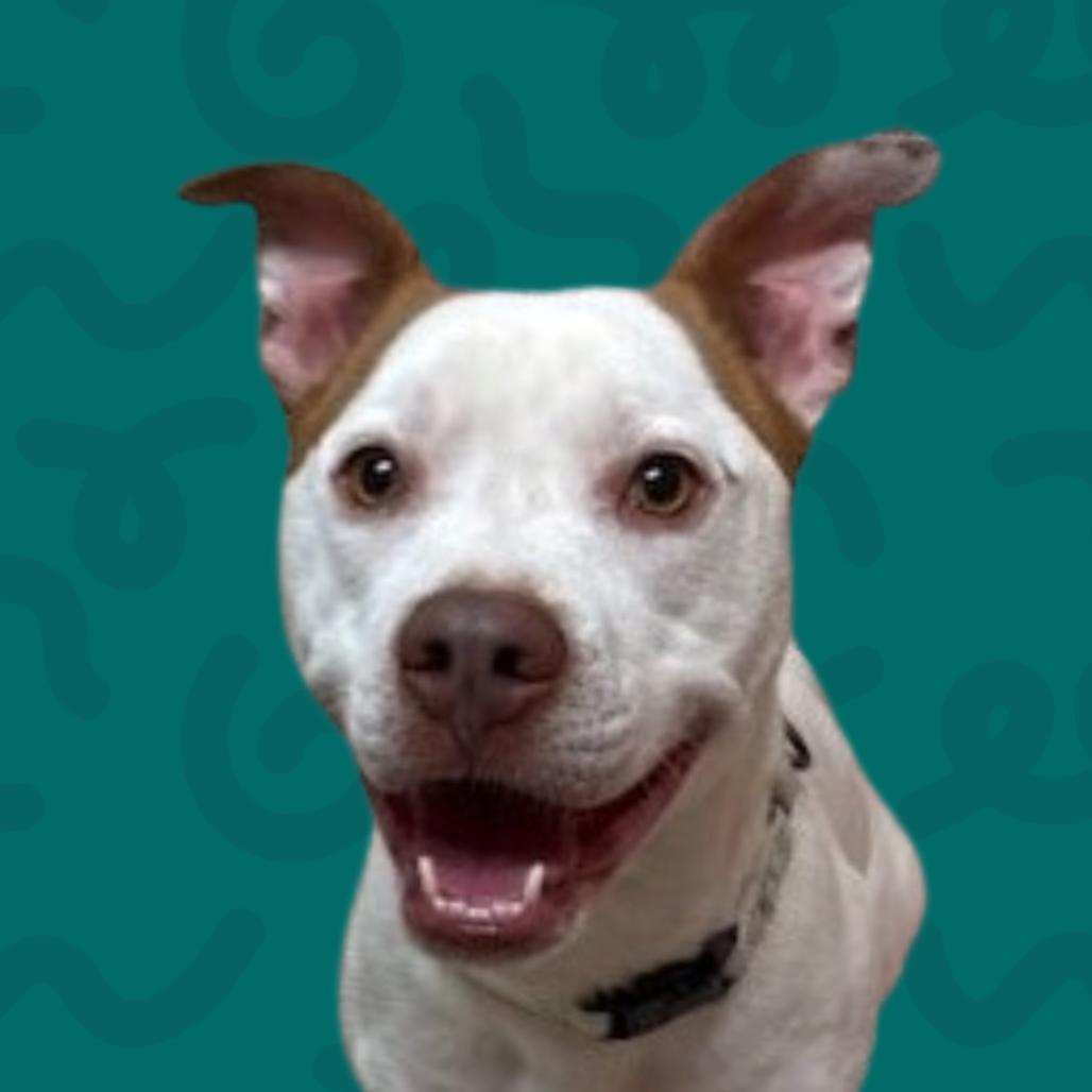 Snowball, a Adoptable Pit Bull Terrier in Reno, NV image 2/2