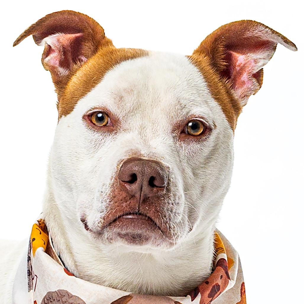 Enlarge Snowball, a Adoptable Pit Bull Terrier in Reno, NV image 5/6