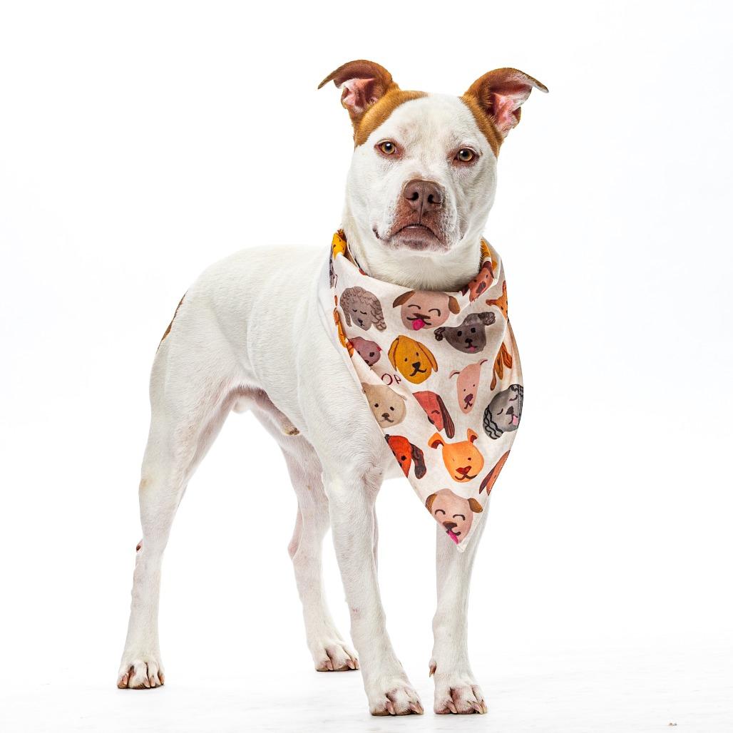 Enlarge Snowball, a Adoptable Pit Bull Terrier in Reno, NV image 6/6