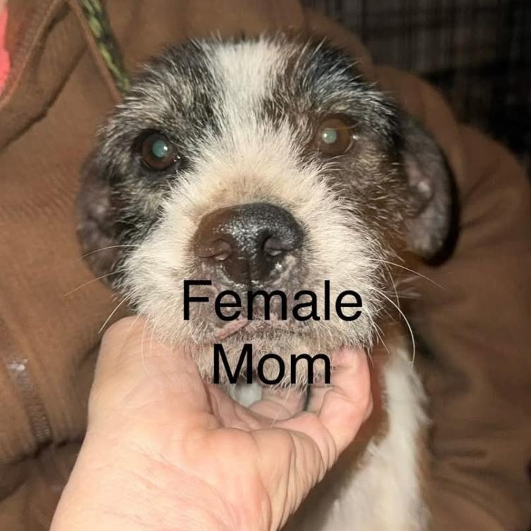 Momma Patty - Gemma, Adoptable, Adult Male Wirehaired Terrier.