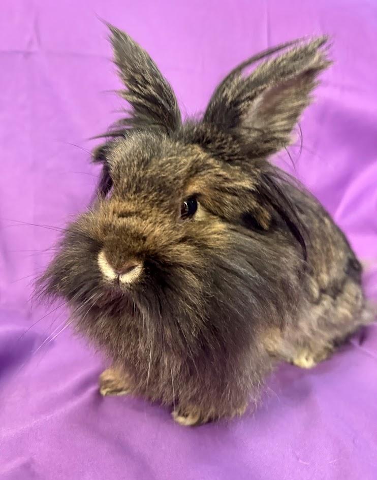 Enlarge Gamora , a ADOPTABLE Lionhead in Sauk Village, IL image 2/3