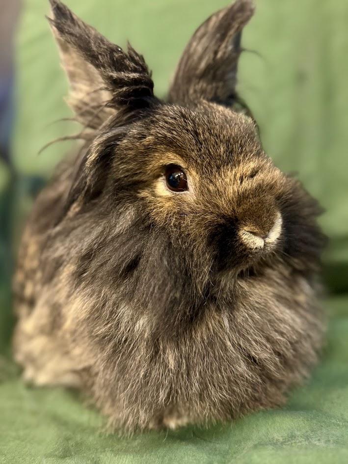 Enlarge Gamora , a ADOPTABLE Lionhead in Sauk Village, IL image 1/3