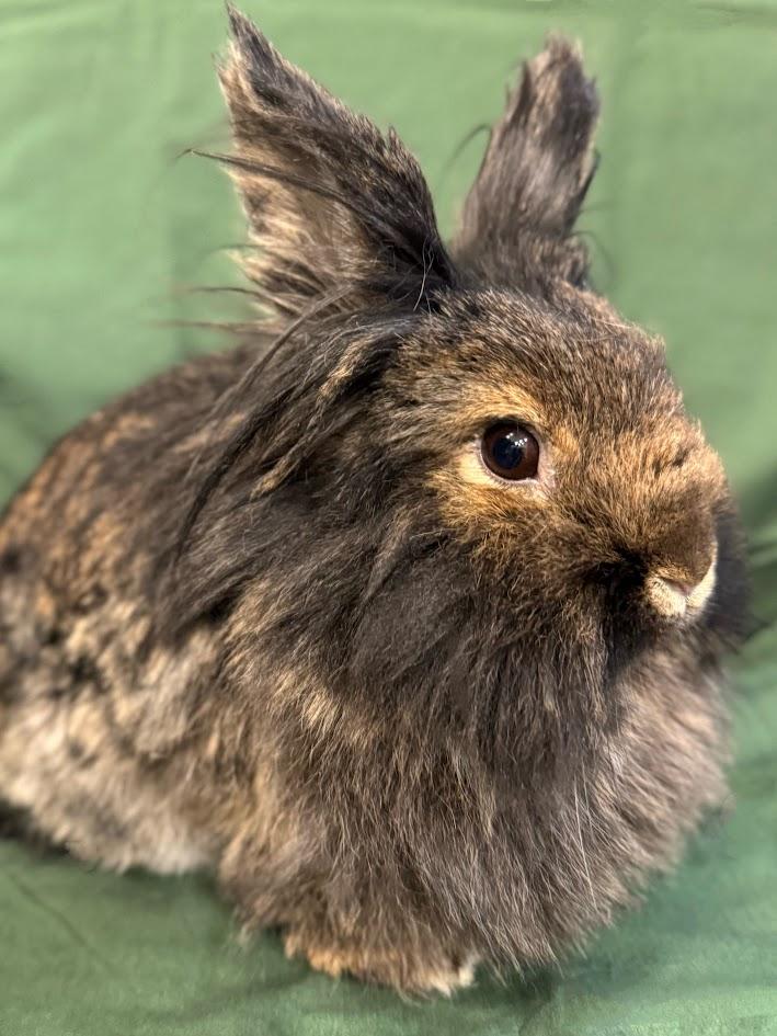 Enlarge Gamora , a ADOPTABLE Lionhead in Sauk Village, IL image 3/3