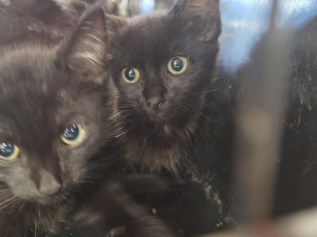 STEVE URKEL, Adoptable, Kitten Male Domestic Short Hair.