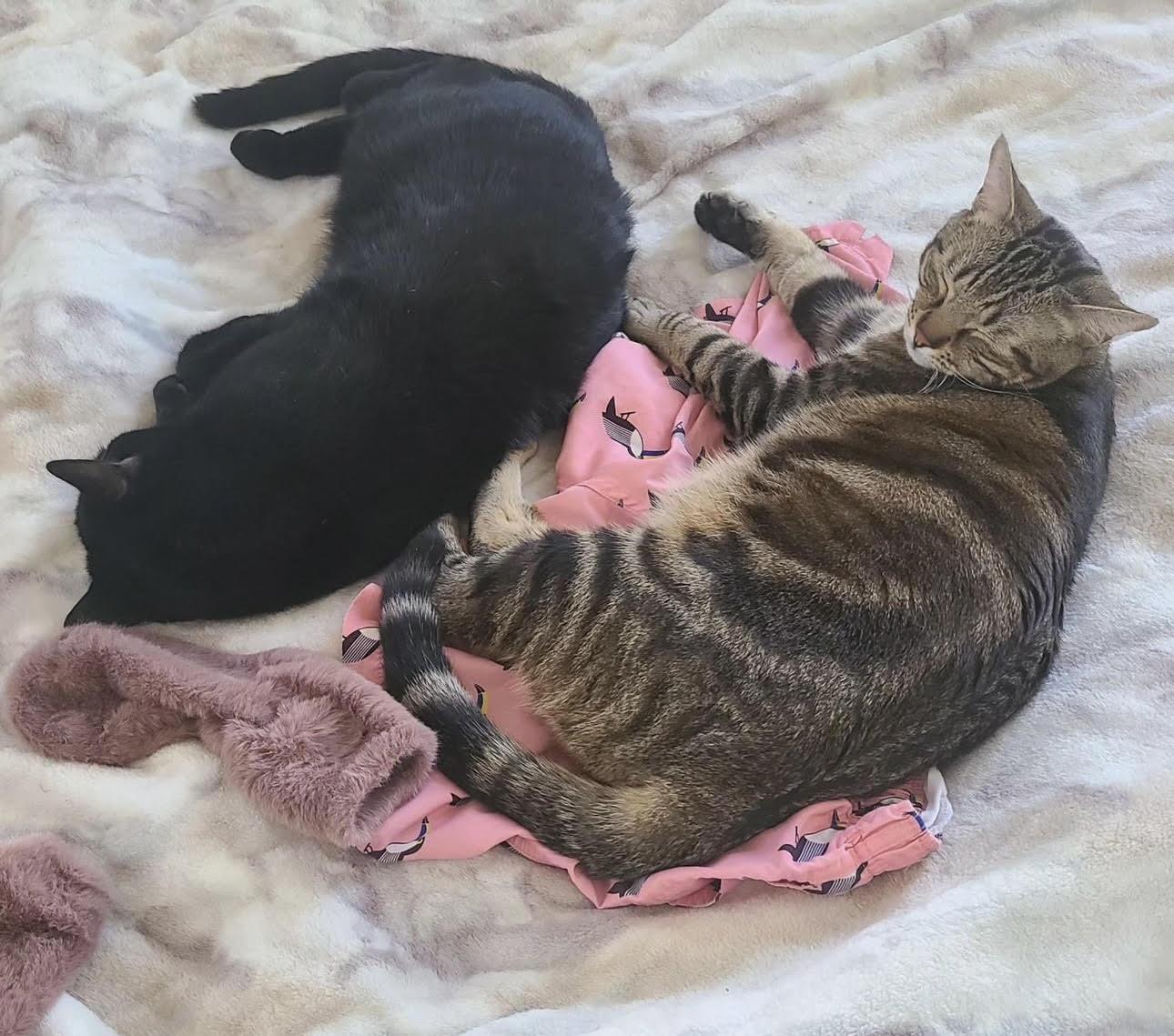 Ringo, Adoptable, Adult Male Domestic Short Hair.